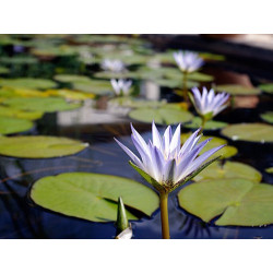 Nymphaea caerulea, nénuphar tropical diurne