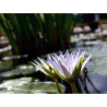 Nymphaea caerulea, nénuphar tropical diurne