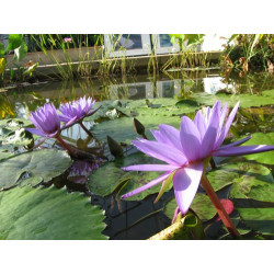 Nymphaea 'Director George T. Moore', nénuphar tropical diurne