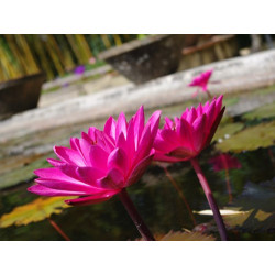 Nymphaea 'Antares' - nénuphar nocturne