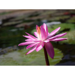 Nymphaea 'Mrs. George C. Hitchcock' - nénuphar nocturne