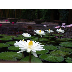 Nymphaea 'Trudy Slocum' - nénuphar nocturne