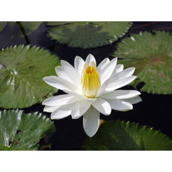 Nymphaea 'Trudy Slocum' - nénuphar nocturne