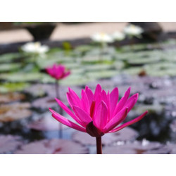 Nymphaea 'Red Cup' - nénuphar nocture