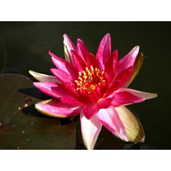 Nymphaea 'Perry's Red Beauty', nénuphar rustique couleur rouge