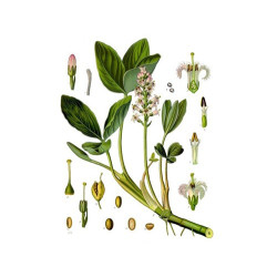 Menyanthes Trifoliata (Trèfle d'eau), plante aquatique émergente